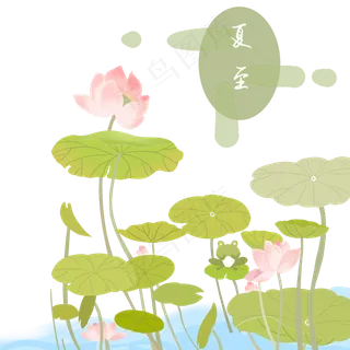 夏至荷叶荷花