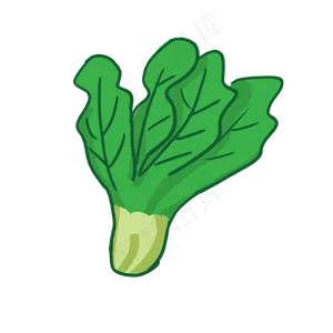 新鲜菠菜