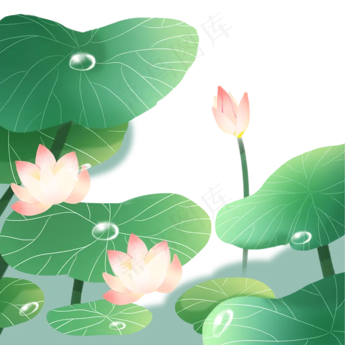 盛开的夏荷花荷叶免抠元素(2257X3156(DPI:300))
