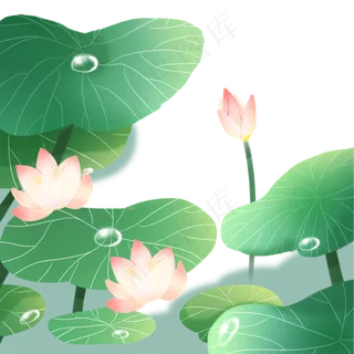 盛开的夏荷花荷叶免抠元素