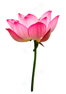 粉色花卉植物荷花