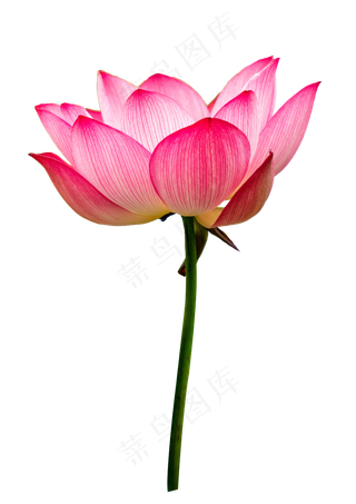 粉色花卉植物荷花