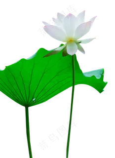 荷花荷叶 荷花荷叶