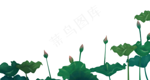 荷花和荷叶