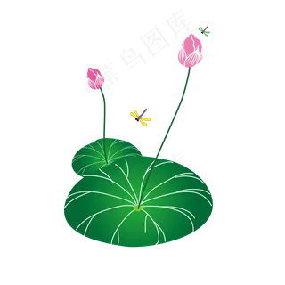 六月荷花 六月荷花