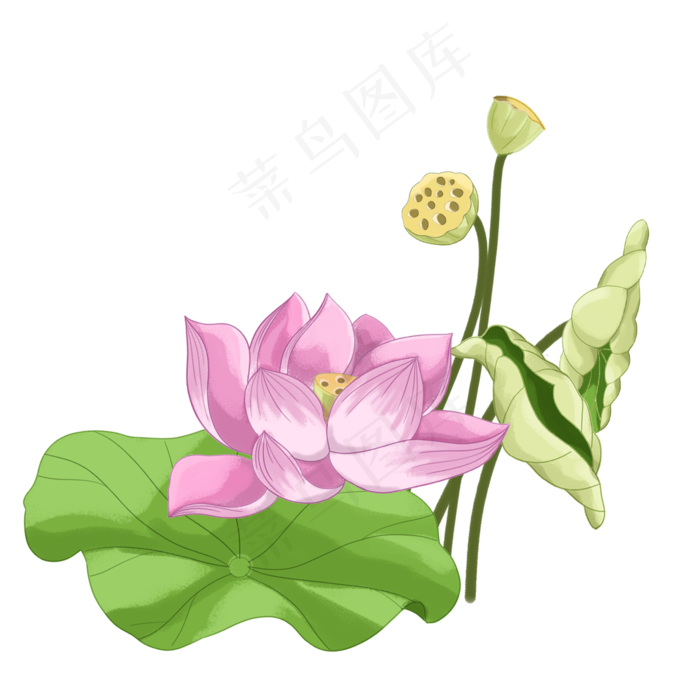 花朵荷花莲花