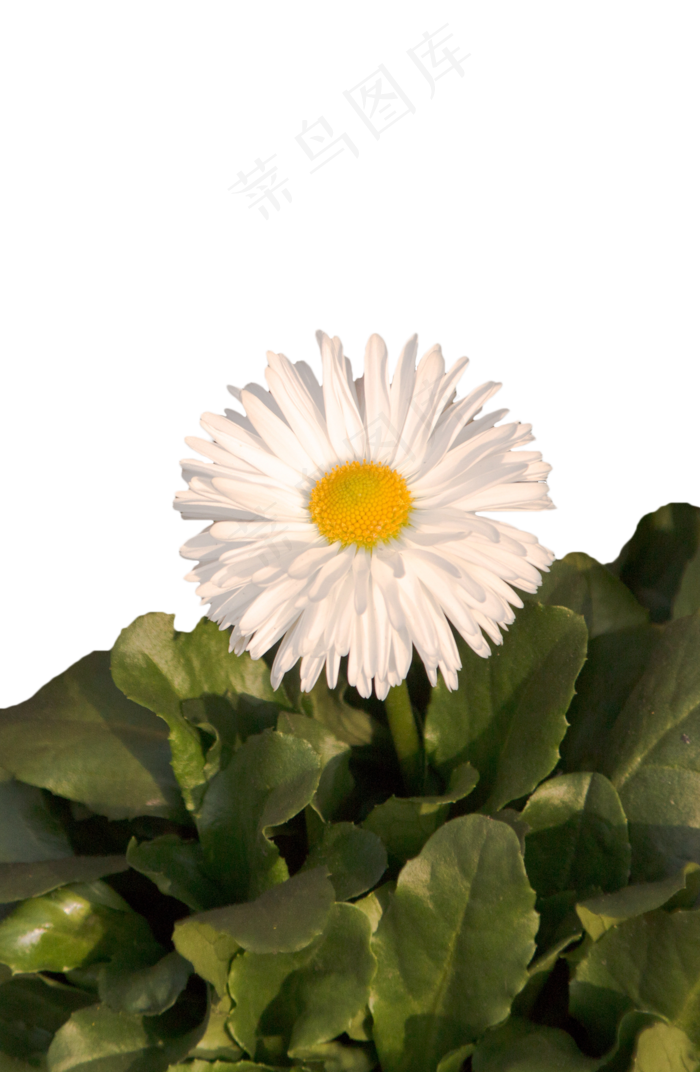 盛开着的白色菊花png素材(1306X2000(DPI:381))psd模版下载