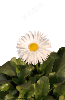 盛开着的白色菊花png素材