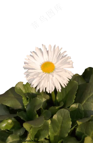 盛开着的白色菊花png素材