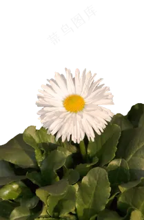 盛开着的白色菊花png素材 盛开着的白色菊花png素材