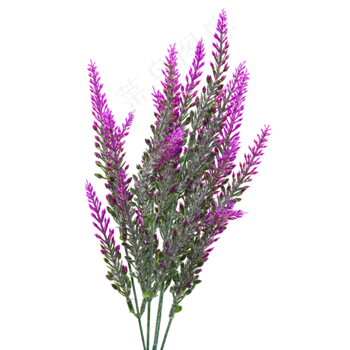 紫色薰衣草,免抠元素(2000X958(DPI:300))psd模版下载
