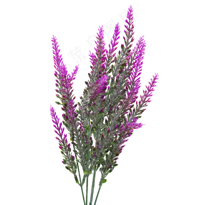 紫色薰衣草,免抠元素(2000X958(DPI:300))psd模版下载