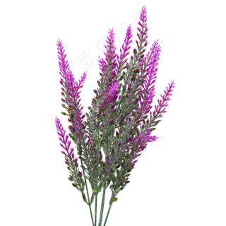 紫色薰衣草,免抠元素 紫色薰衣草,免抠元素