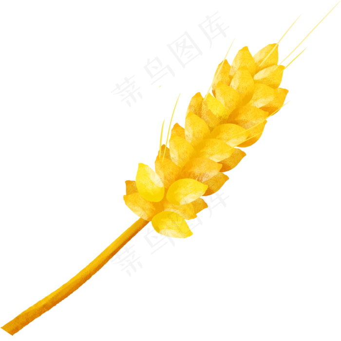 金黄色麦穗(2000X2000)