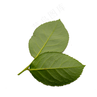 玫瑰花叶实物拍摄