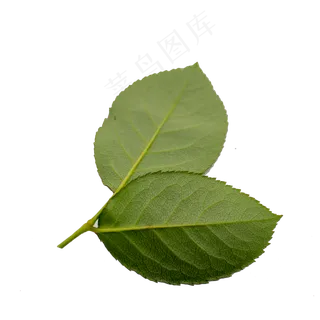 玫瑰花叶实物拍摄