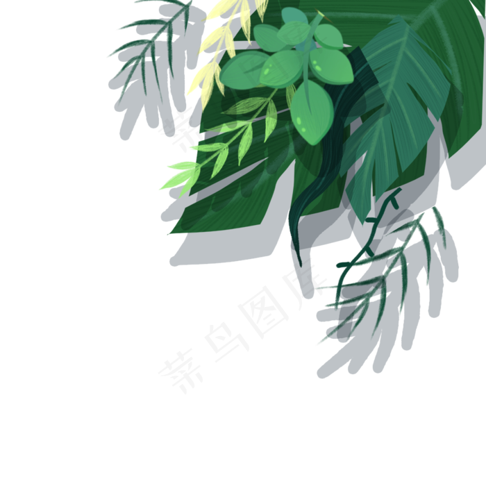绿色的植物和叶子