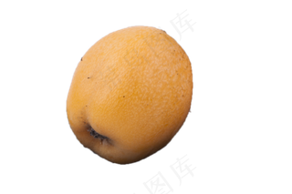 新鲜应季的枇杷果