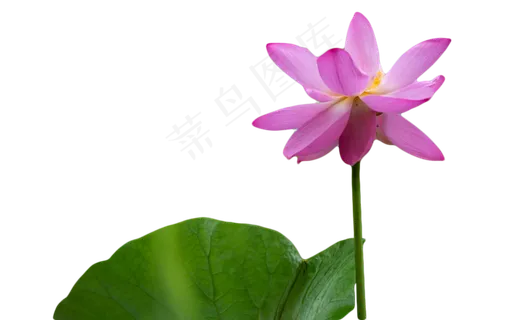 亭亭玉立的荷花