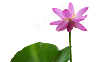 亭亭玉立的荷花