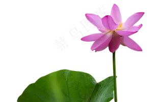 亭亭玉立的荷花