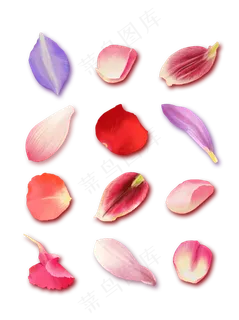 手绘花卉花瓣浪漫唯美植物写实插