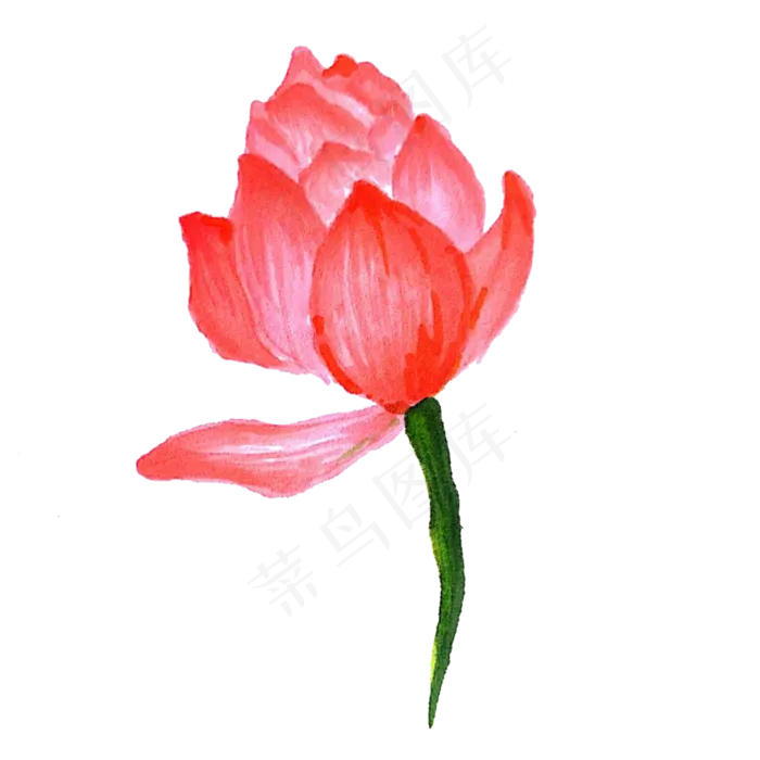 漂亮的荷花免抠图(2000X2000(DPI:300))psd模版下载