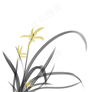 兰花 兰花