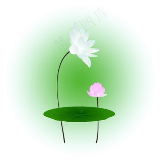 夏日荷花清新精美