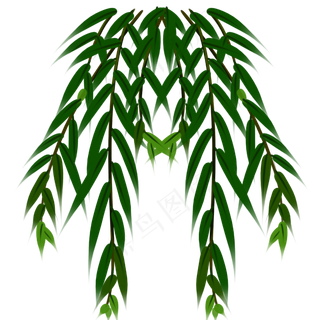 春天柳树枝发新芽