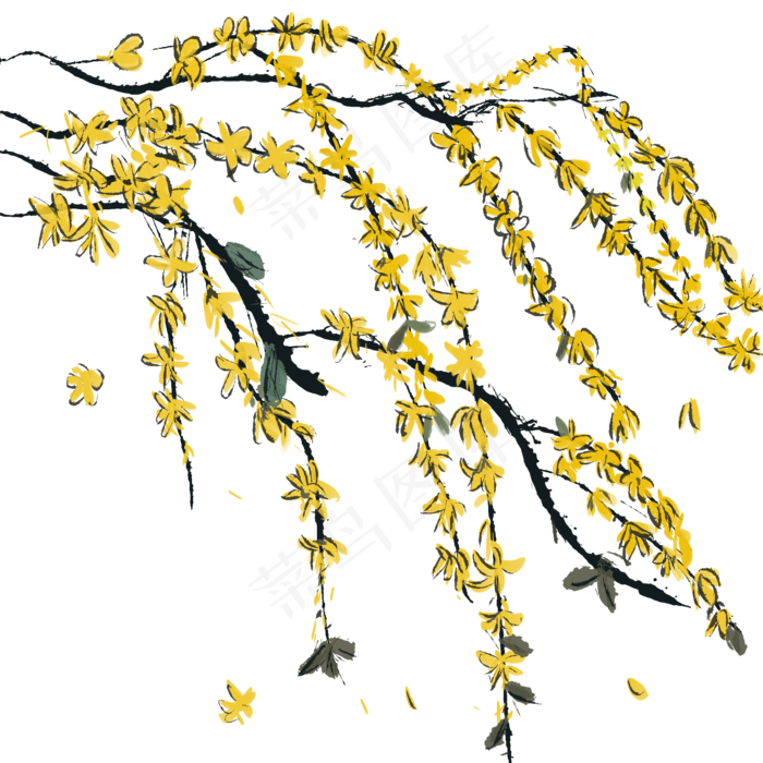 手绘水墨风中黄色迎春花,免抠元素(2000X2000(DPI:300))psd模版下载