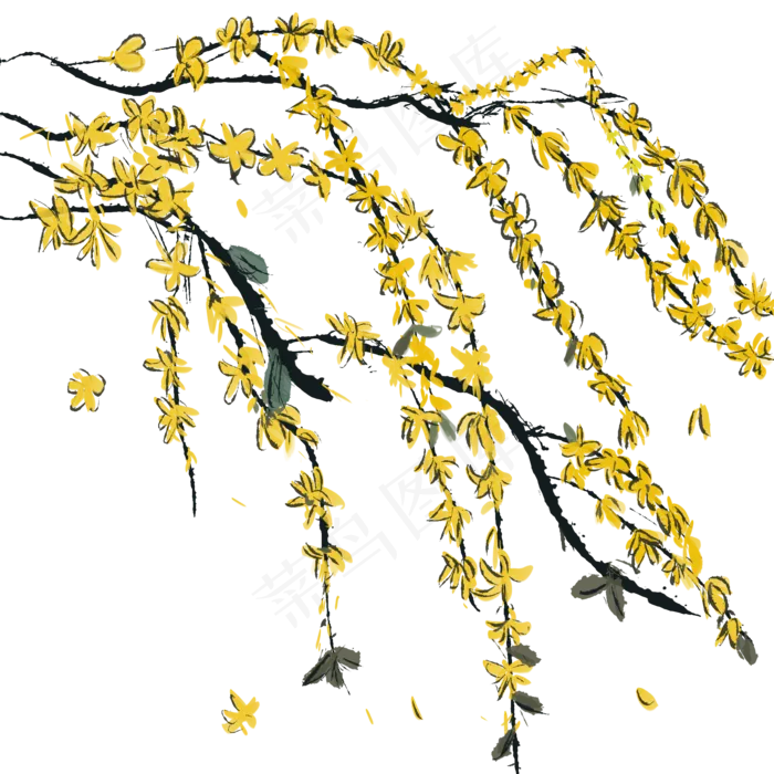 手绘水墨风中黄色迎春花,免抠元素(2000X2000(DPI:300))psd模版下载