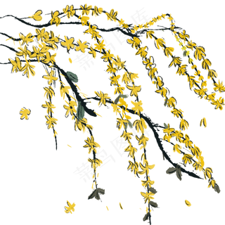 手绘水墨风中黄色迎春花,免抠元素