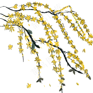 手绘水墨风中黄色迎春花,免抠元素