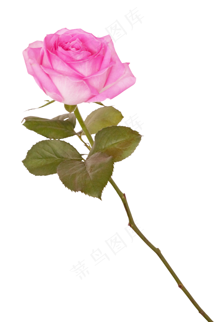 粉红色玫瑰