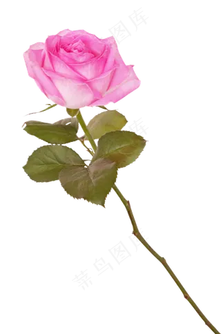 粉红色玫瑰