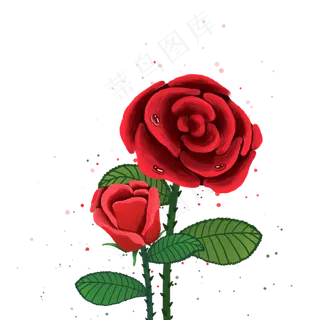 红色玫瑰花两朵玫瑰