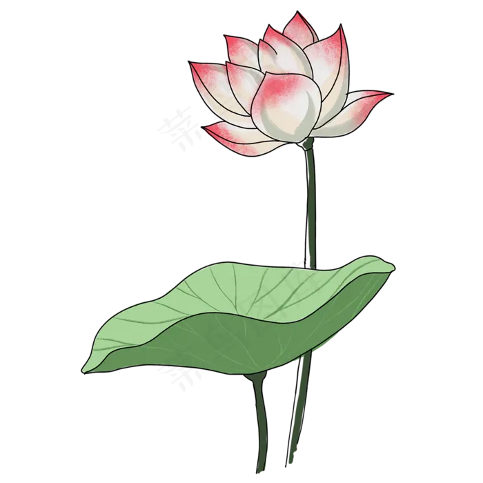 漂亮植物荷花免抠图(2000X2000(DPI:300))psd模版下载