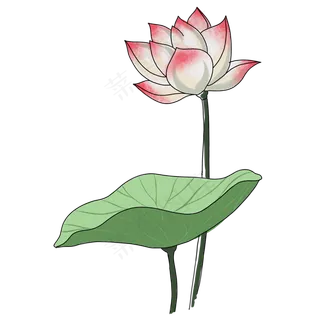 漂亮植物荷花免抠图