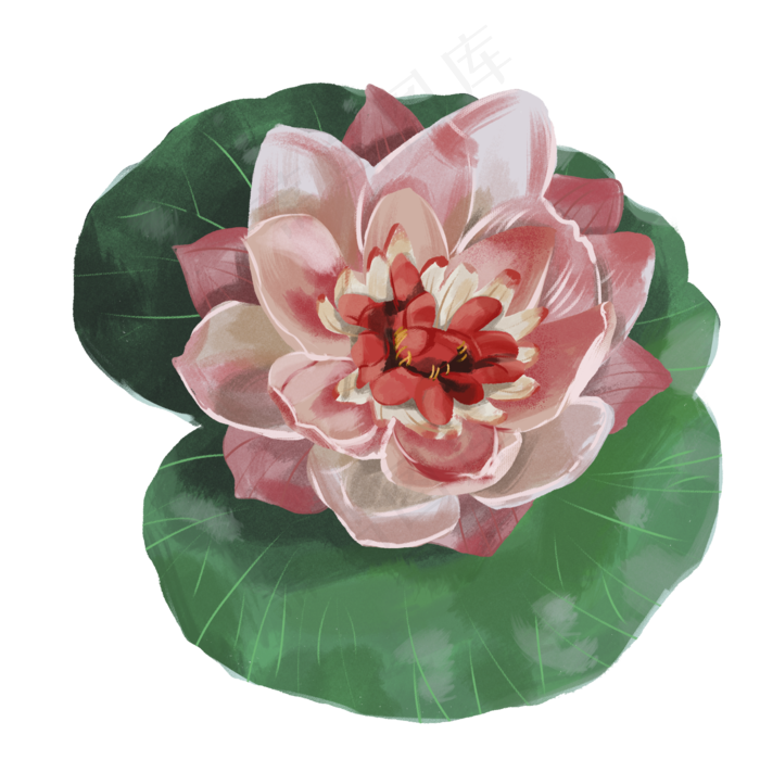 荷花荷叶复古