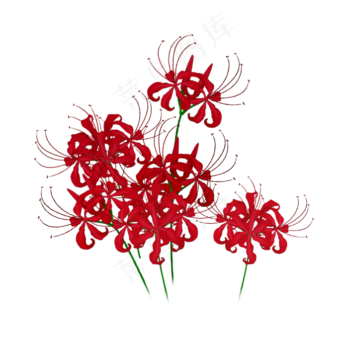 彼岸花手绘红色花卉(2000X2000(DPI:300))psd模版下载