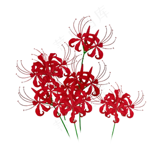 彼岸花手绘红色花卉
