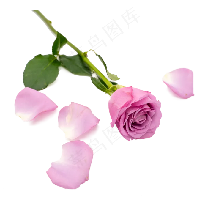 玫瑰花瓣紫色和鲜花(3543X4000(DPI:72))