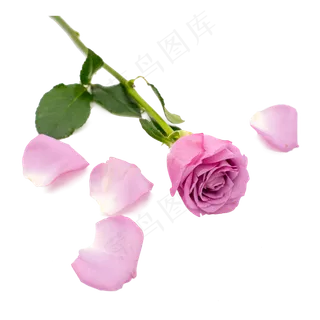 玫瑰花瓣紫色和鲜花