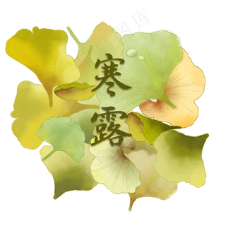 寒露带露水的银杏叶,免抠元素