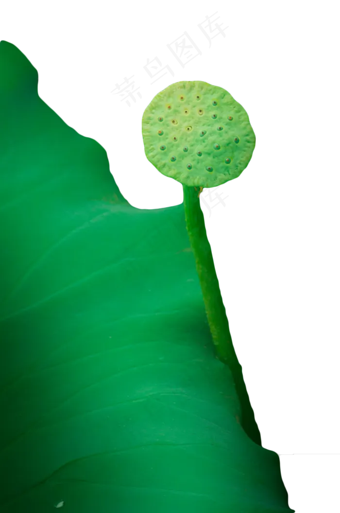 莲蓬荷叶(1328X2000(DPI:300))psd模版下载