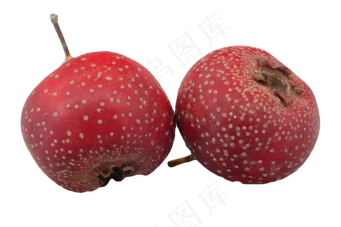两个开胃山楂