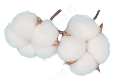 棉花摄影图,免抠元素