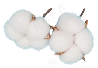 棉花摄影图,免抠元素