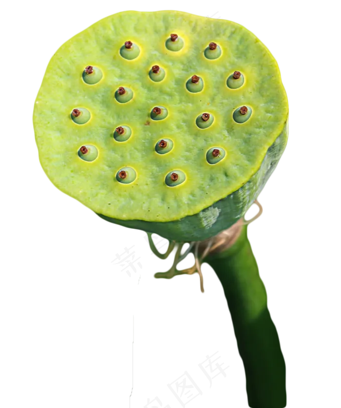 莲蓬莲子
